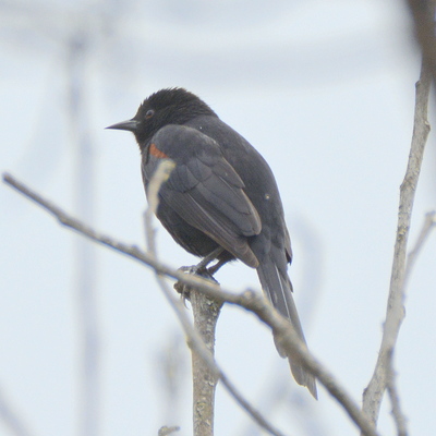 Variable Oriole